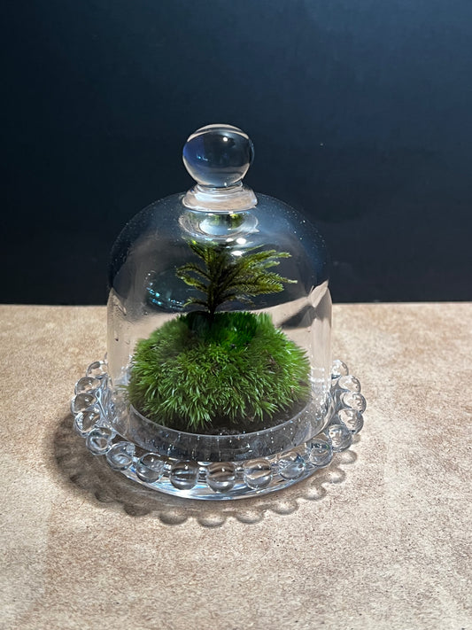 Terrarium 583