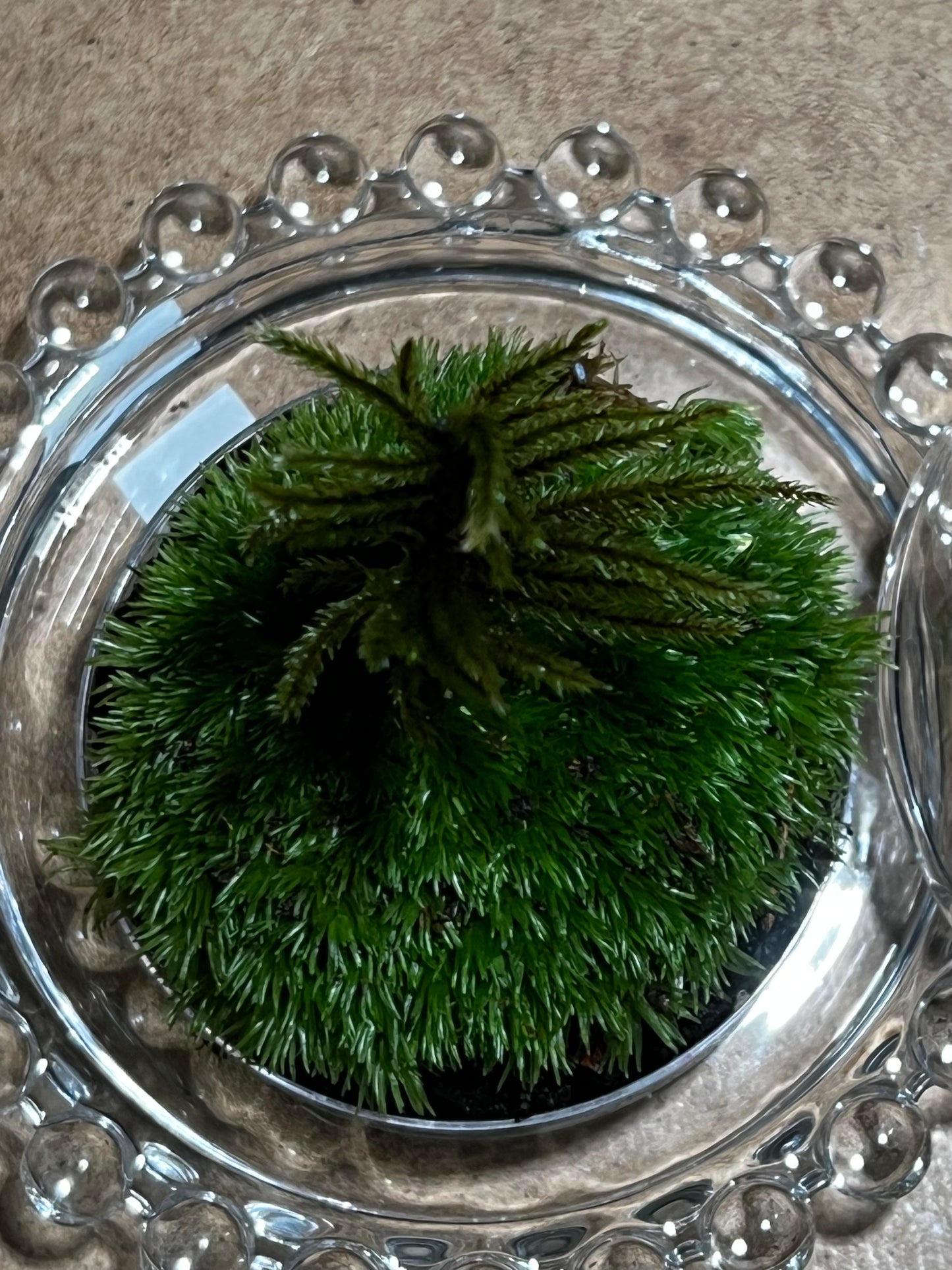 Terrarium 583