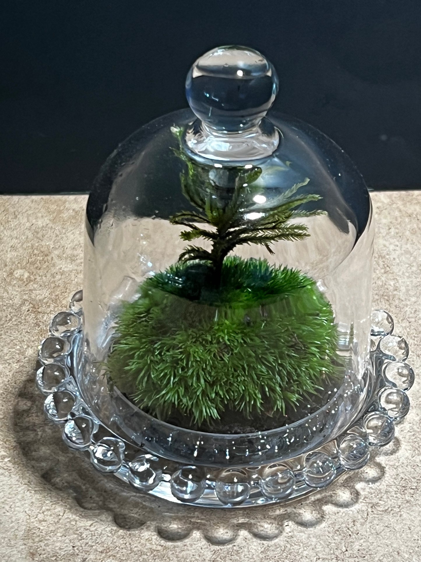 Terrarium 583