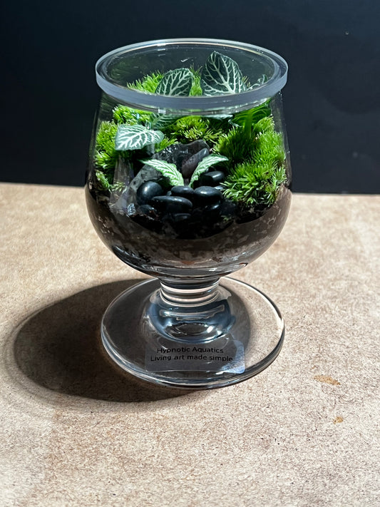 Terrarium 585