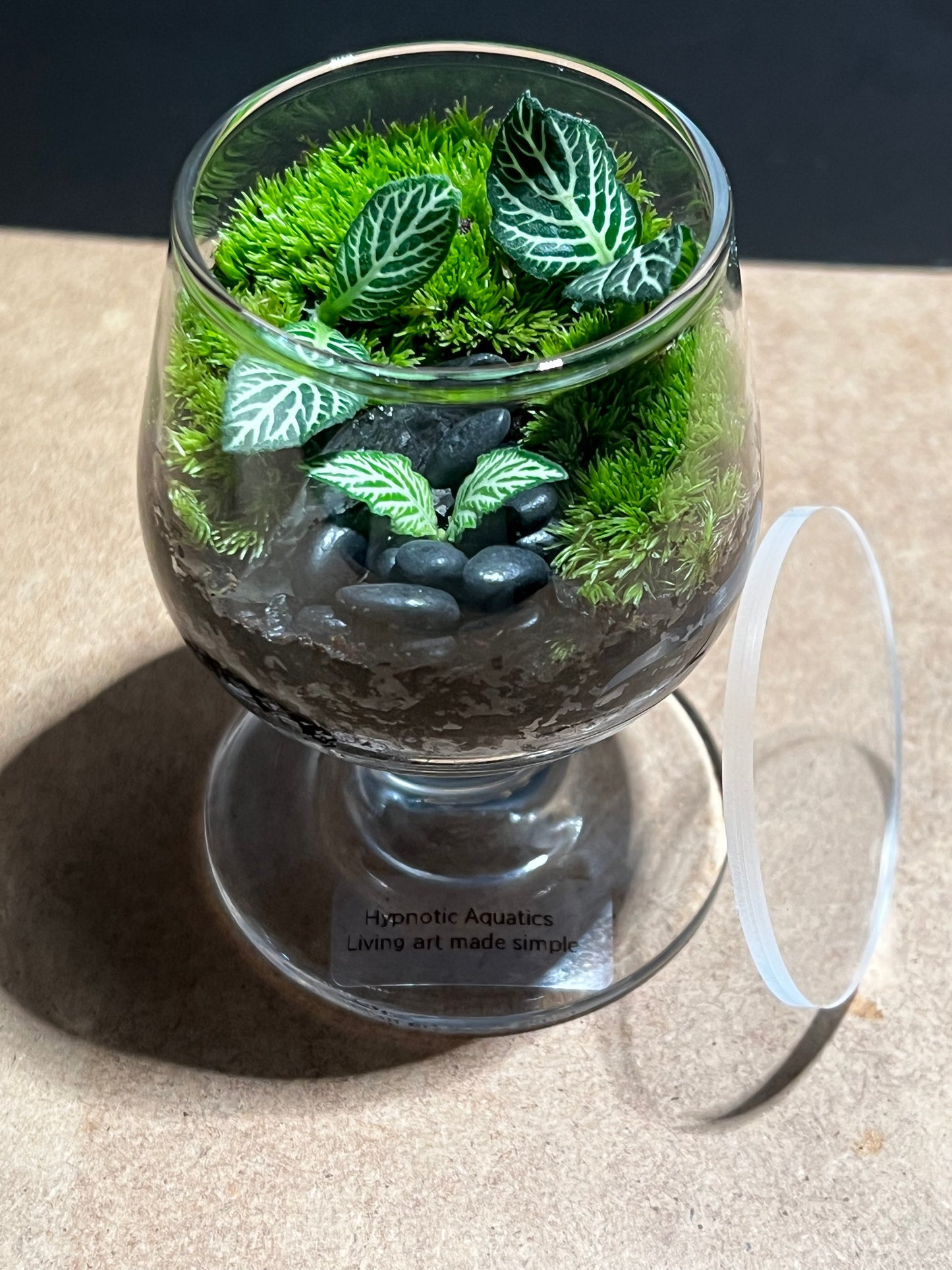 Terrarium 585