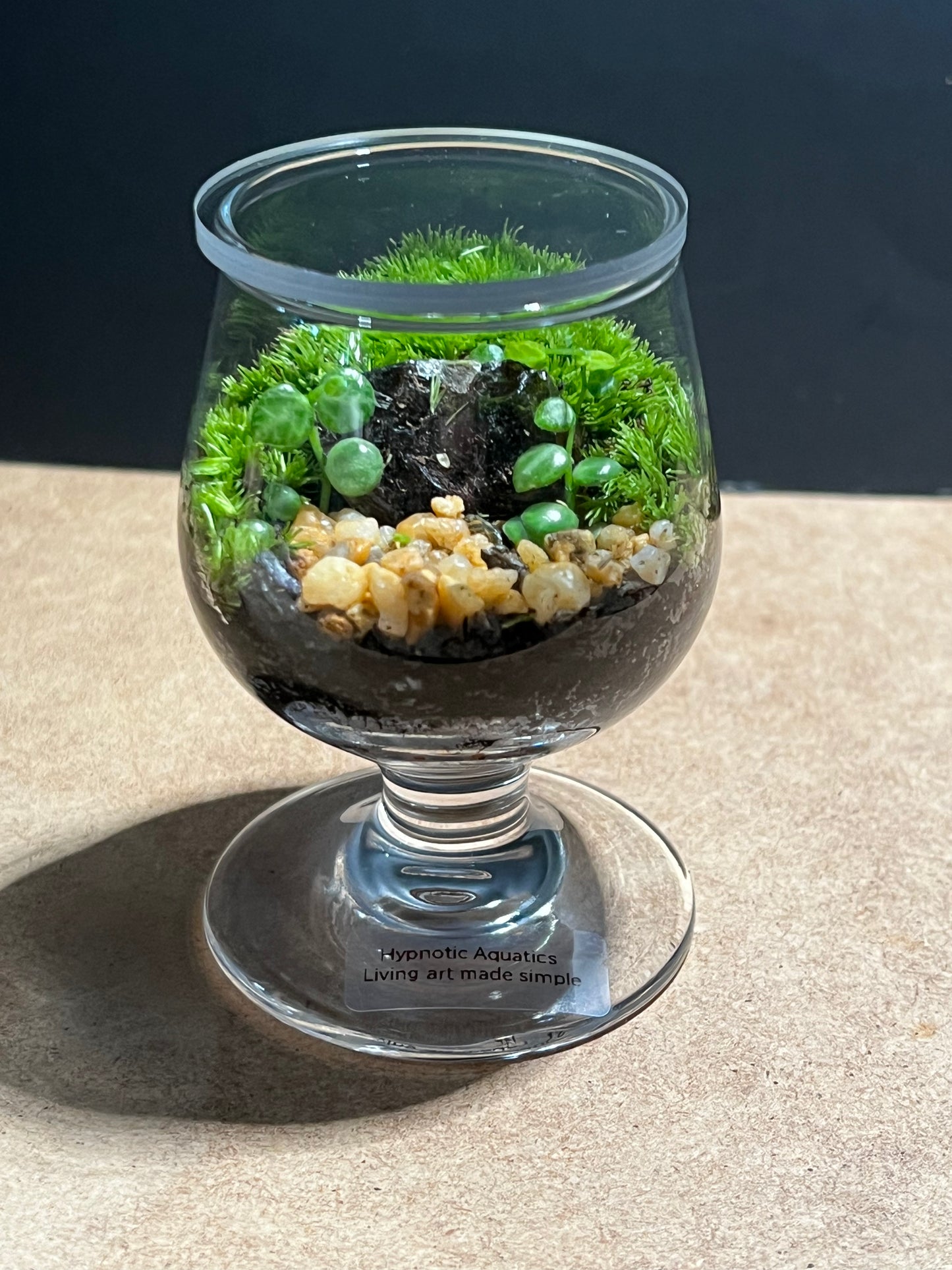 Terrarium 586