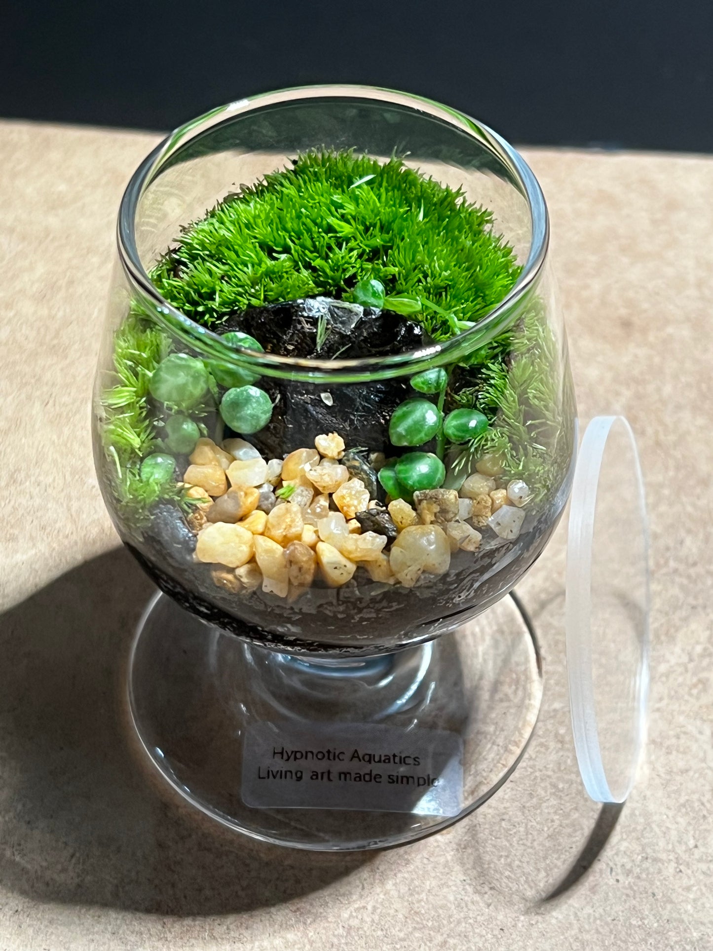 Terrarium 586