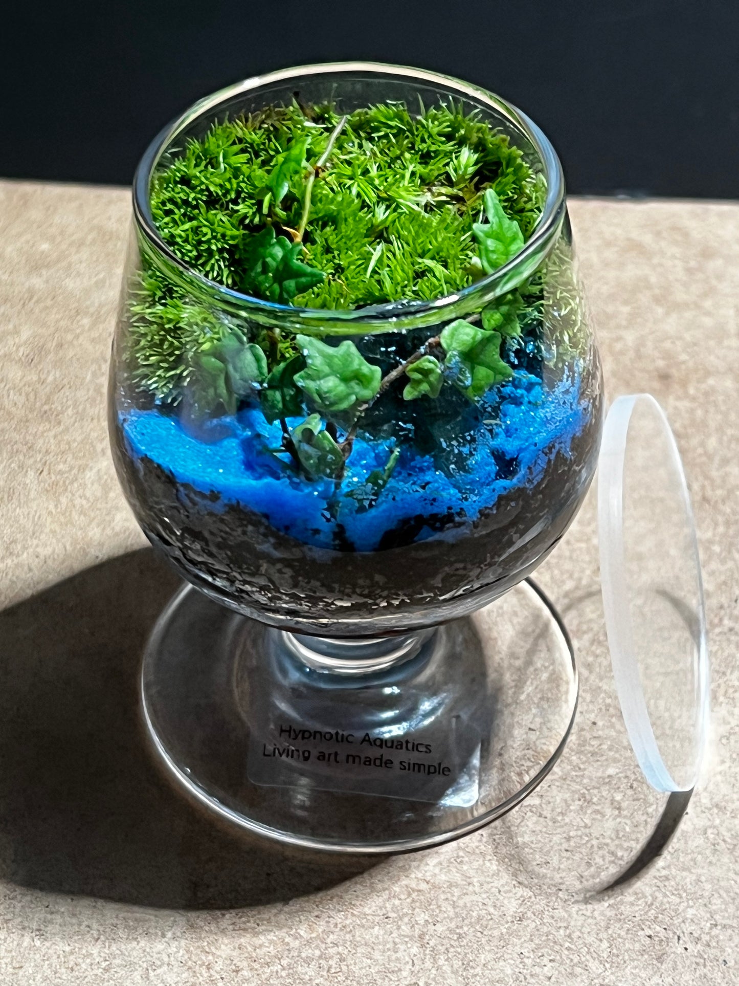 Terrarium 587