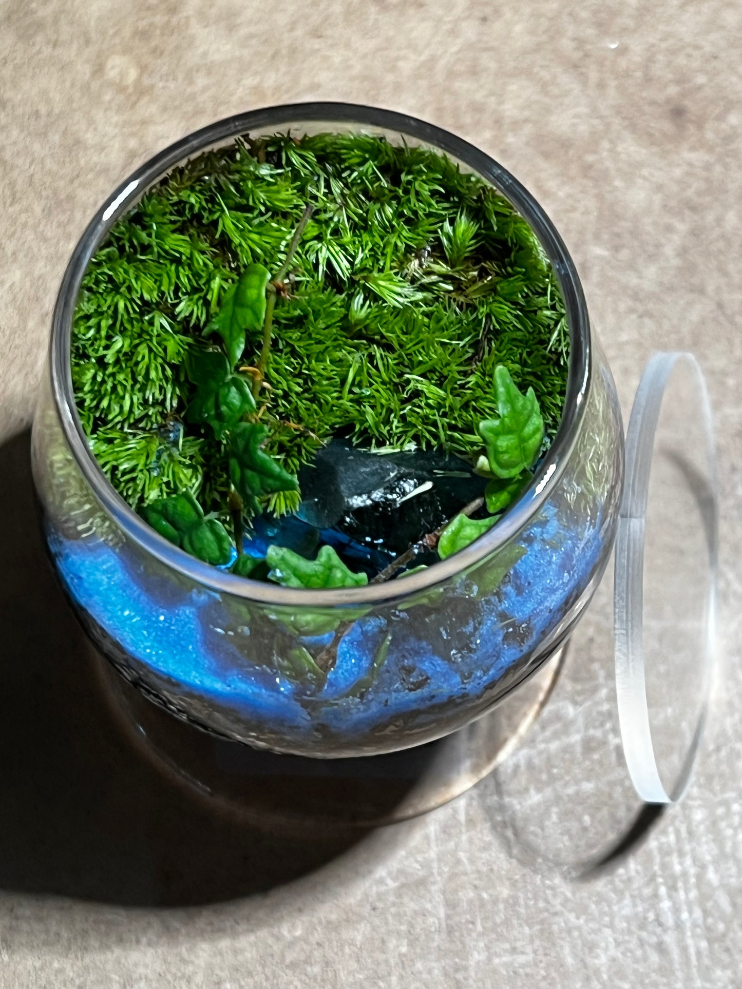 Terrarium 587