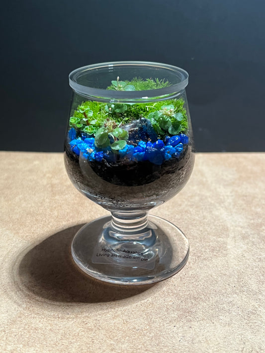 Terrarium 588