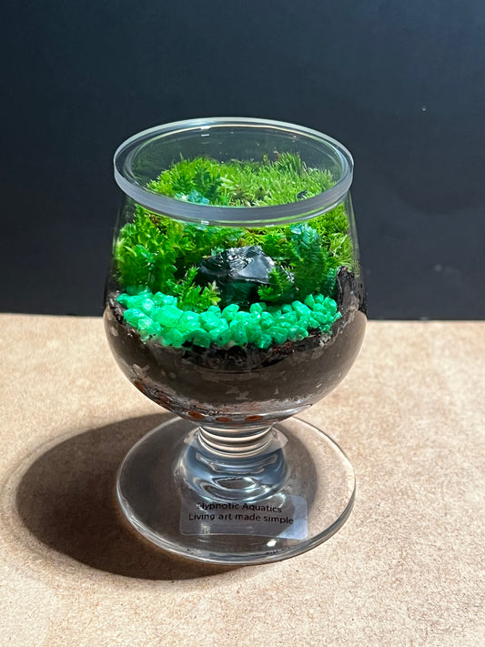 Terrarium 589