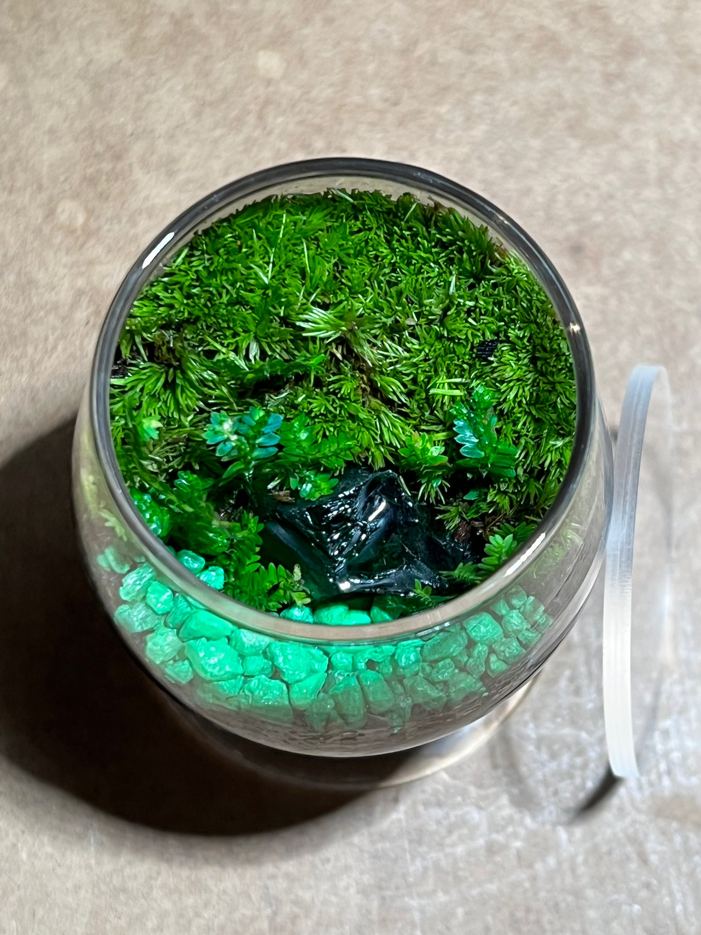 Terrarium 589
