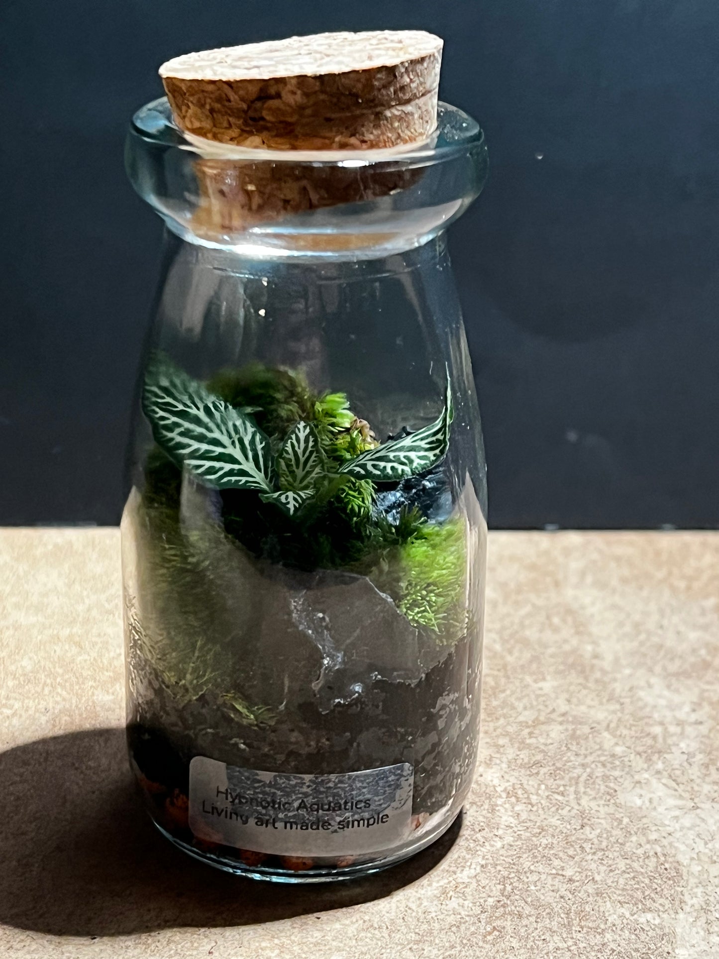 Terrarium 590
