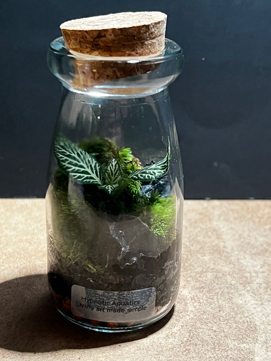 Terrarium 590
