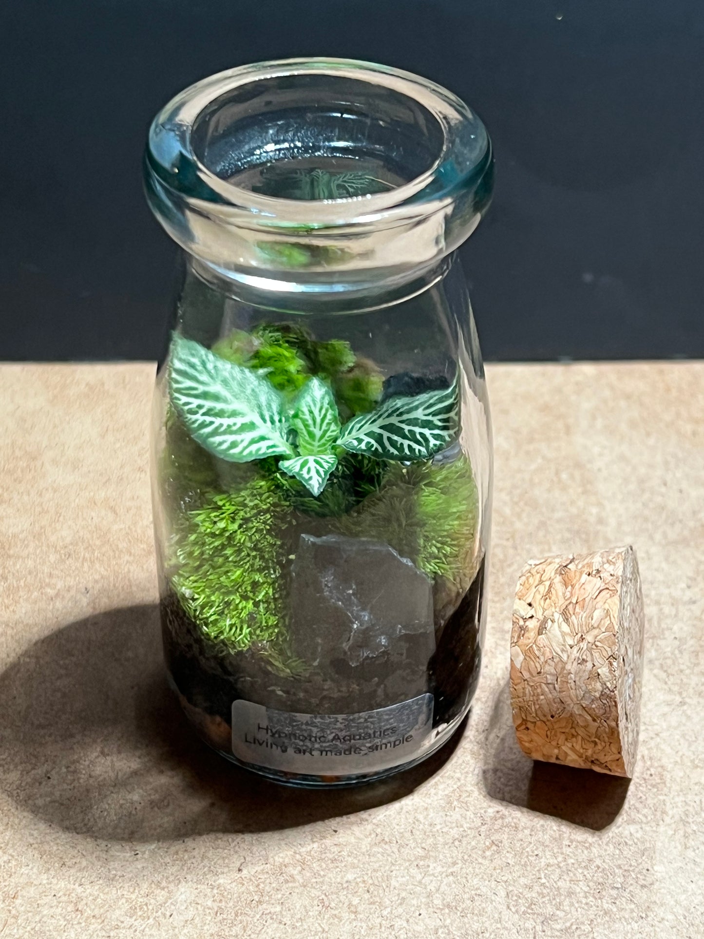 Terrarium 590