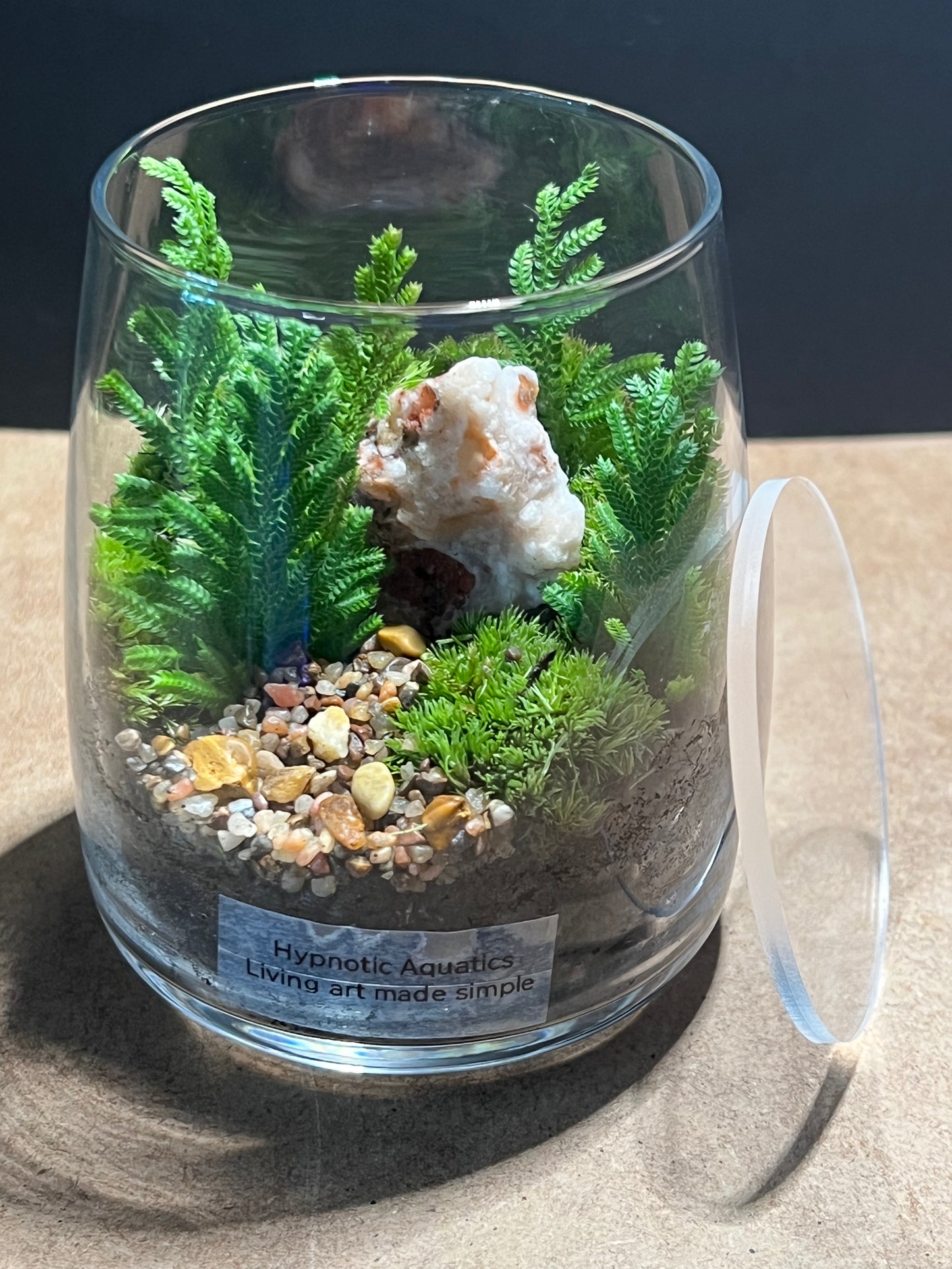 Terrarium 592