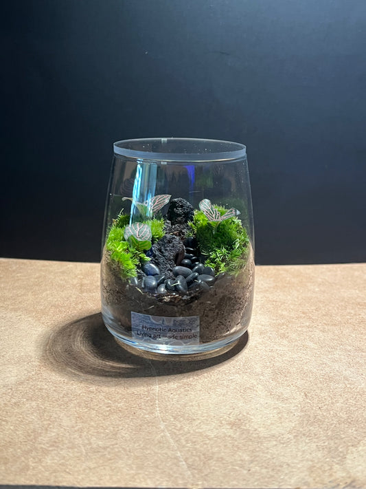 Terrarium 593