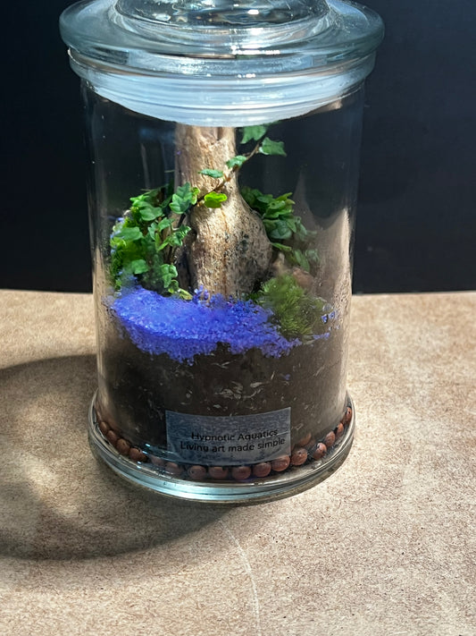 Terrarium 594
