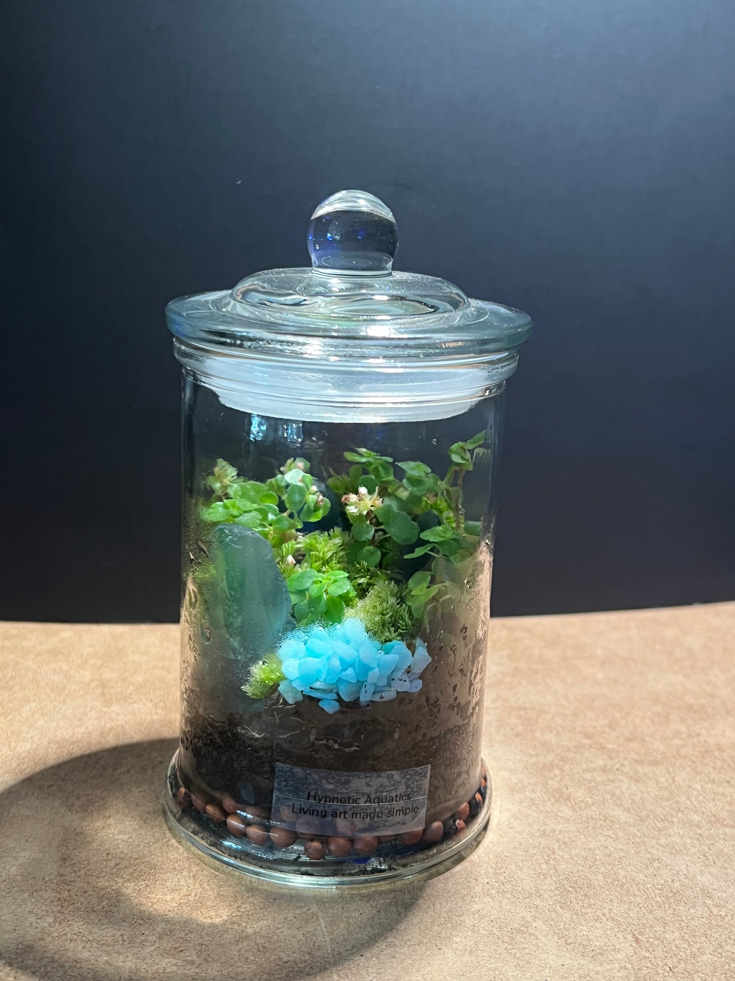 Terrarium 595