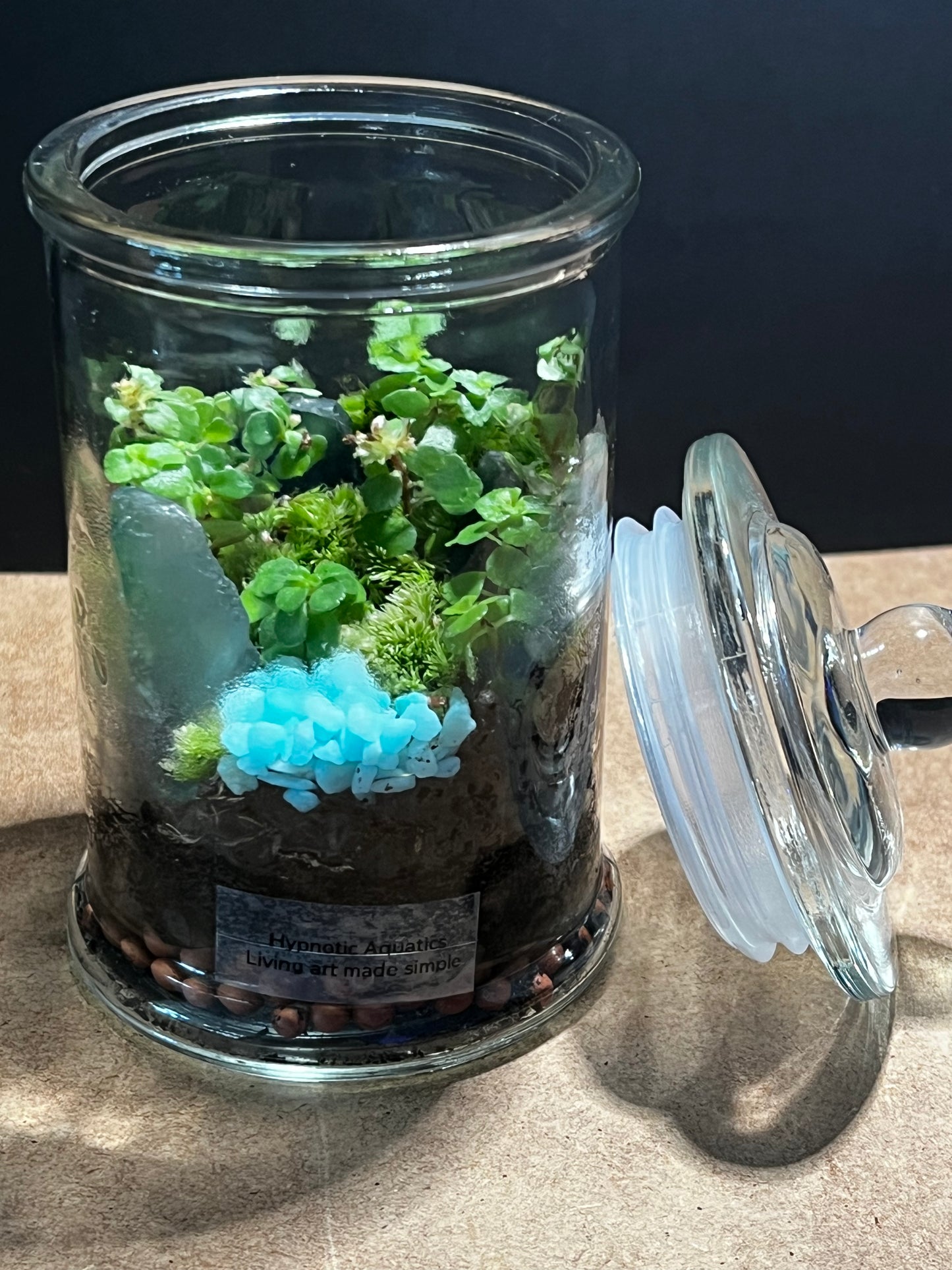 Terrarium 595