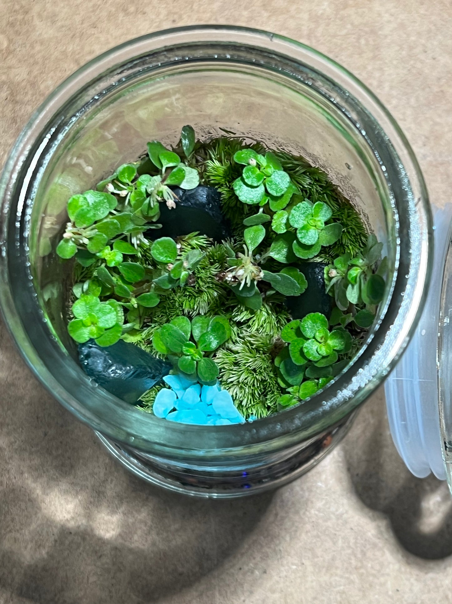 Terrarium 595