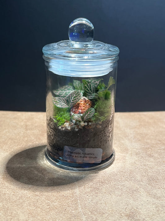 Terrarium 596