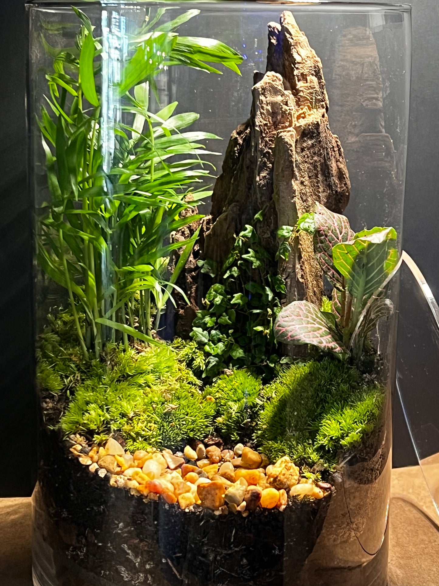 Terrarium 597