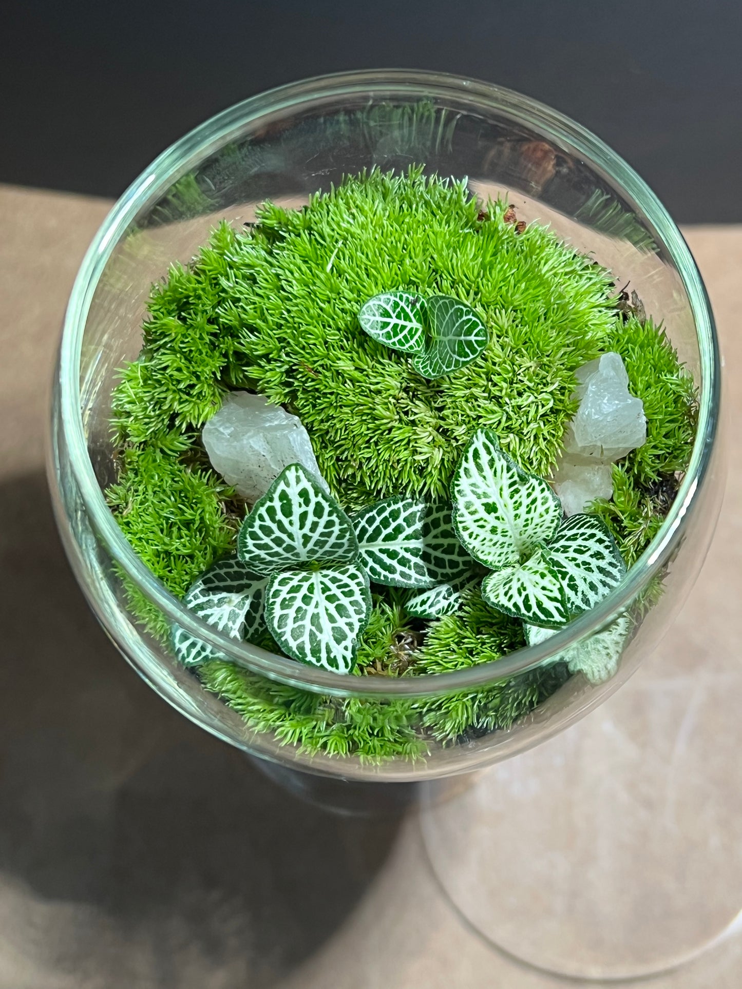 Terrarium 598
