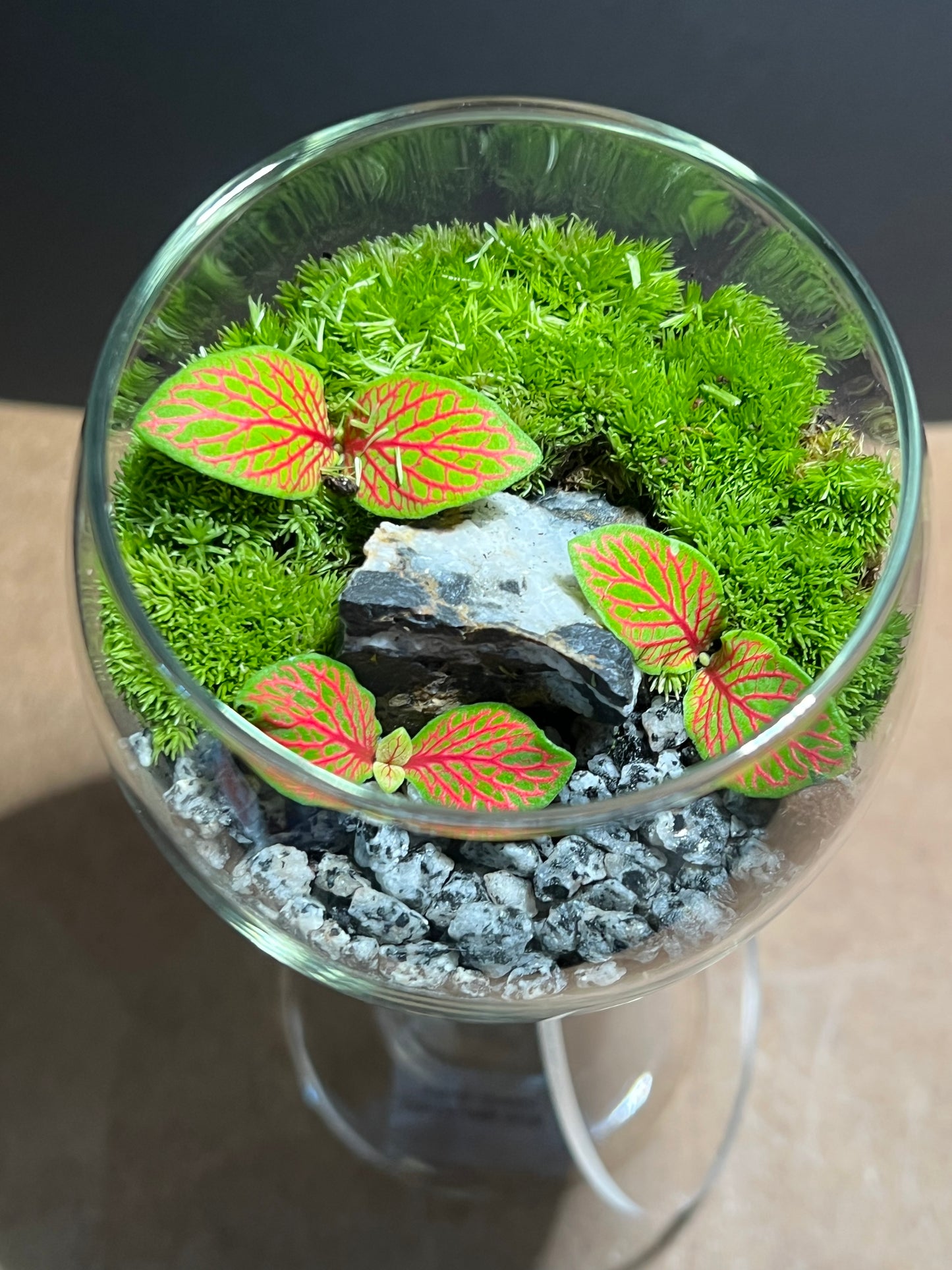 Terrarium 600