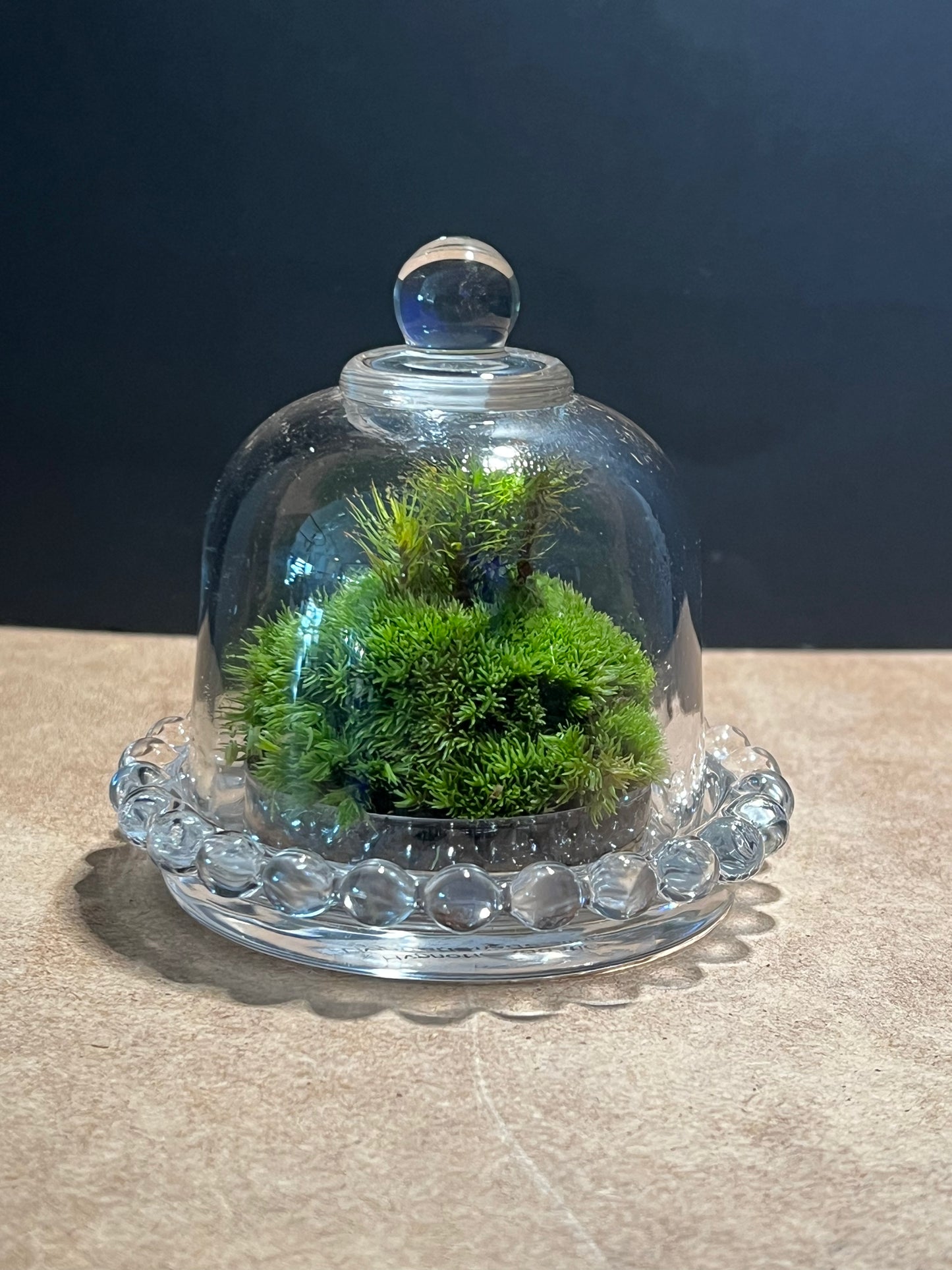 Terrarium 601