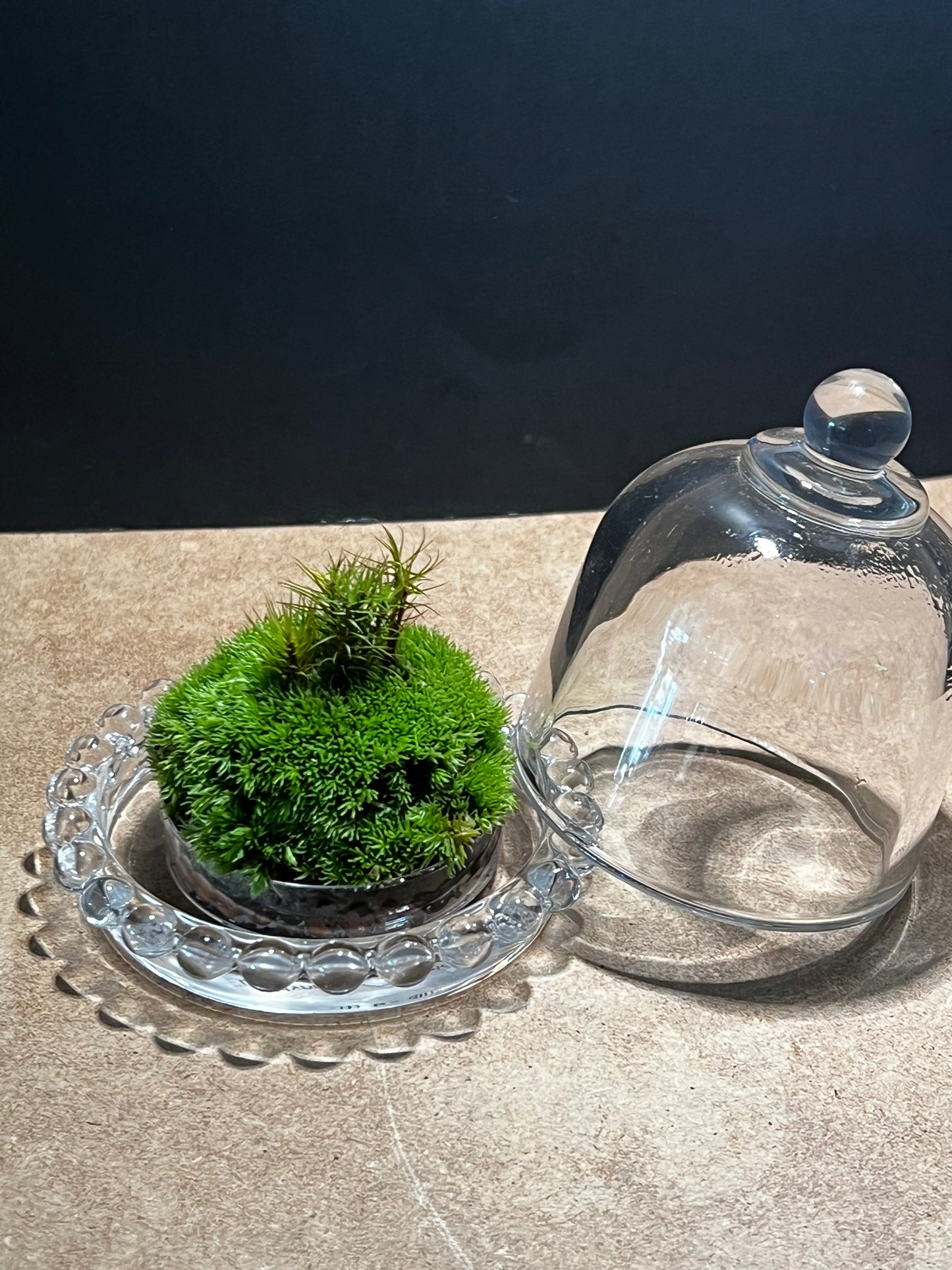 Terrarium 601