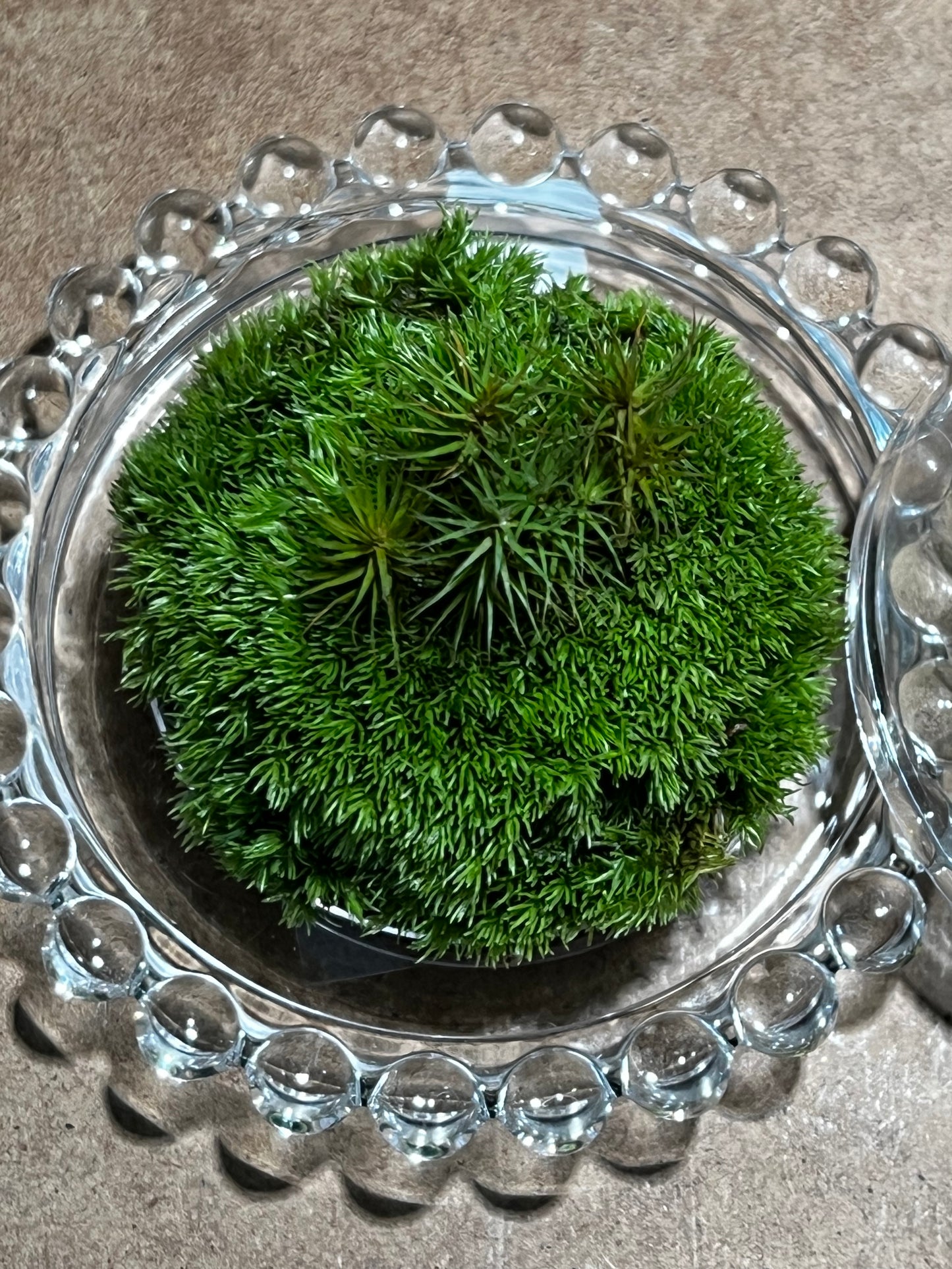 Terrarium 601