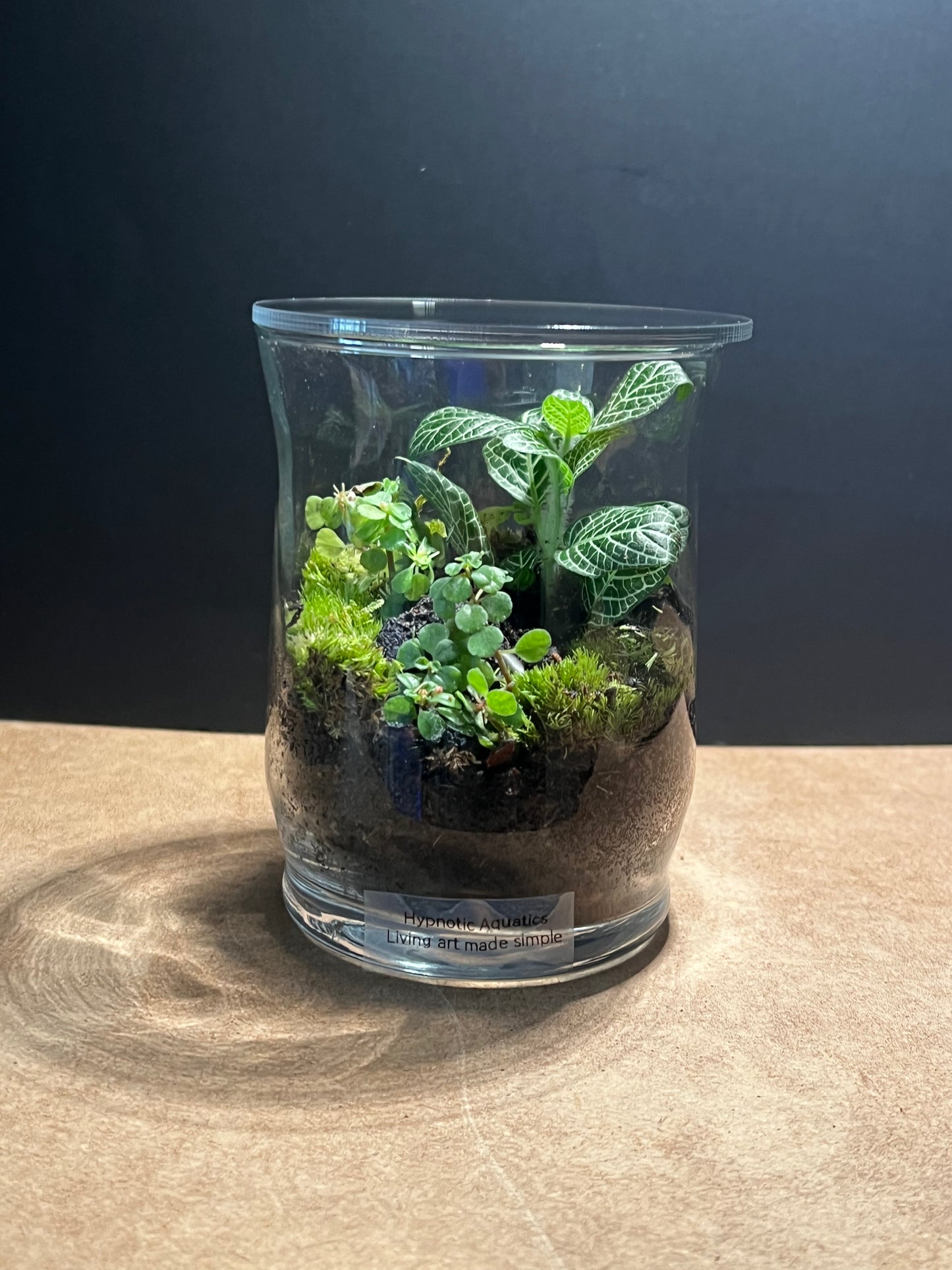 Terrarium 603