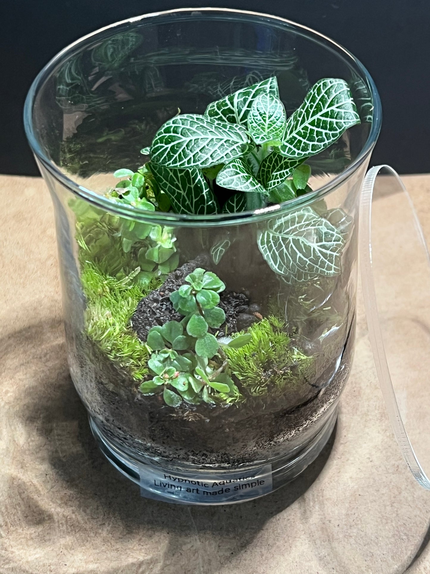 Terrarium 615