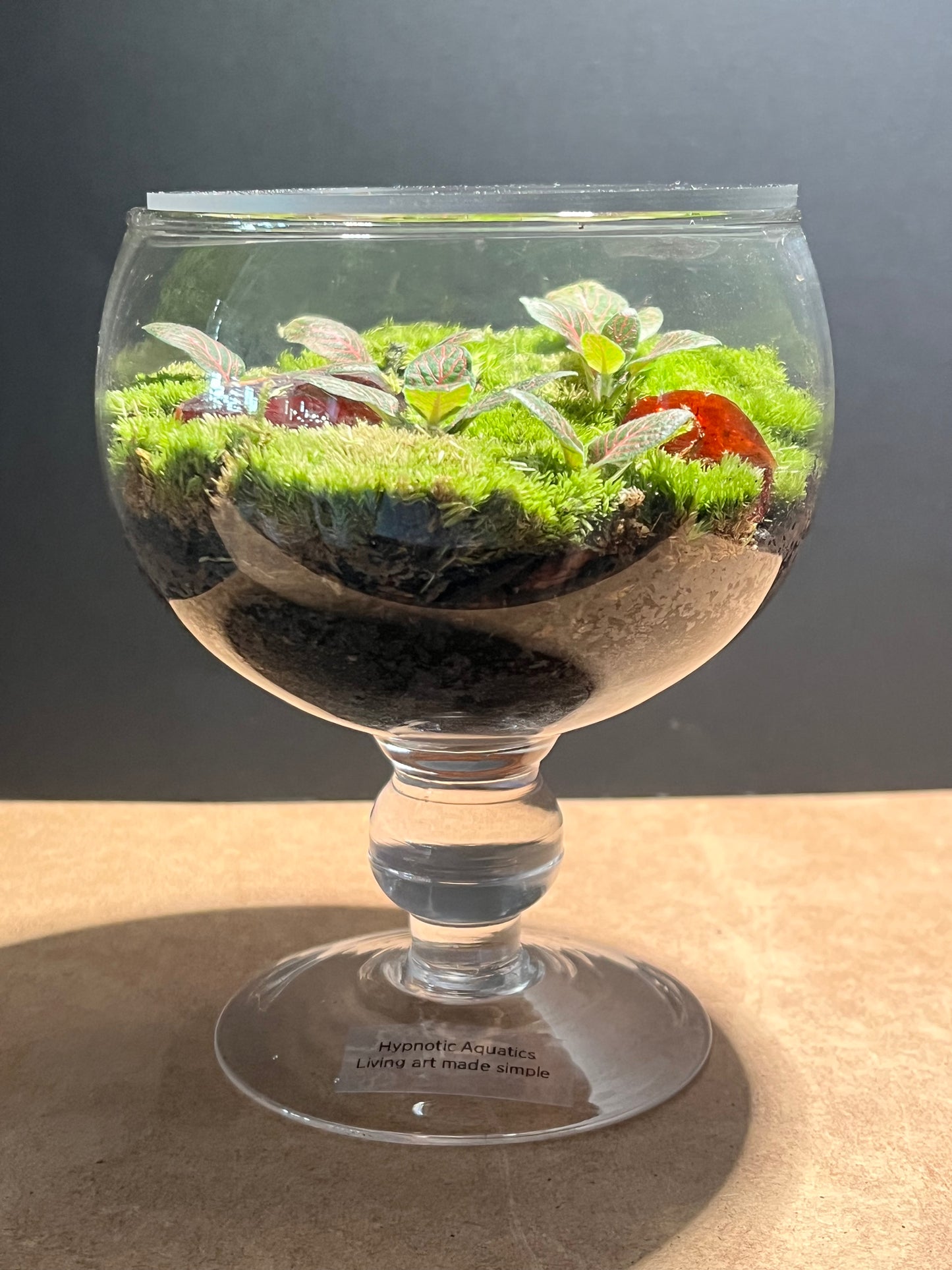 Terrarium 604