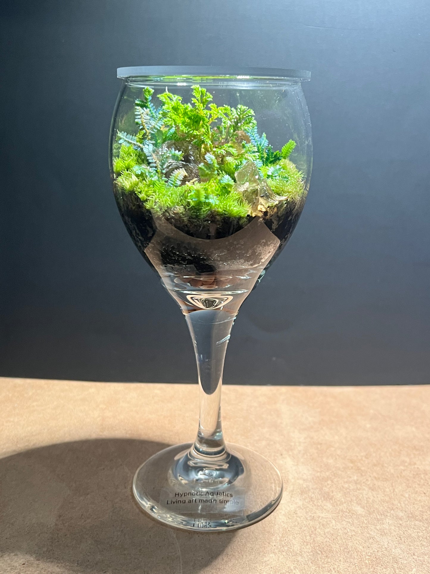 Terrarium 605