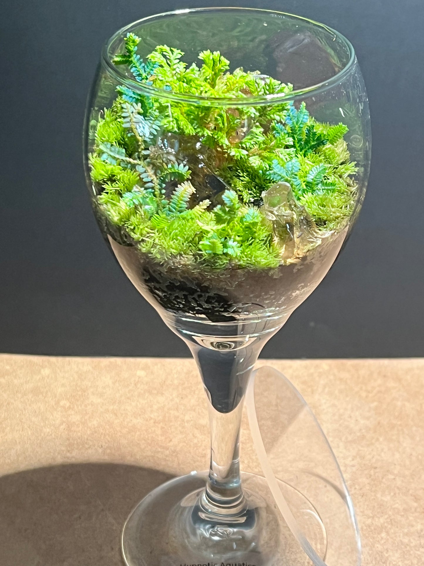 Terrarium 605