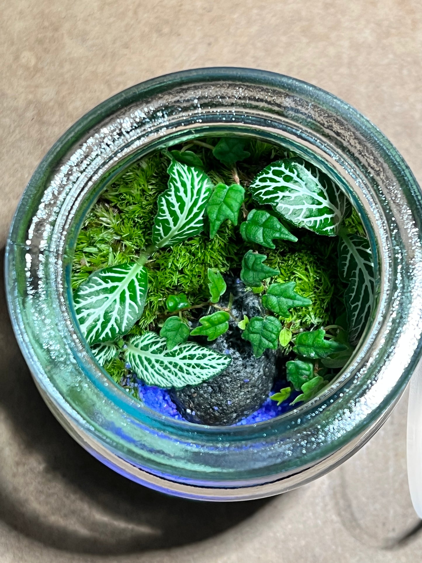 Terrarium 606