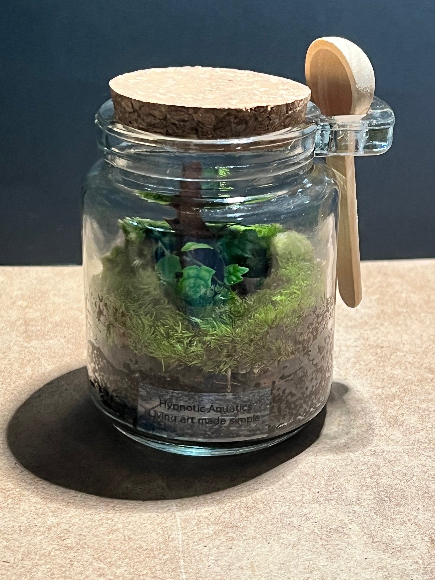 Terrarium 609