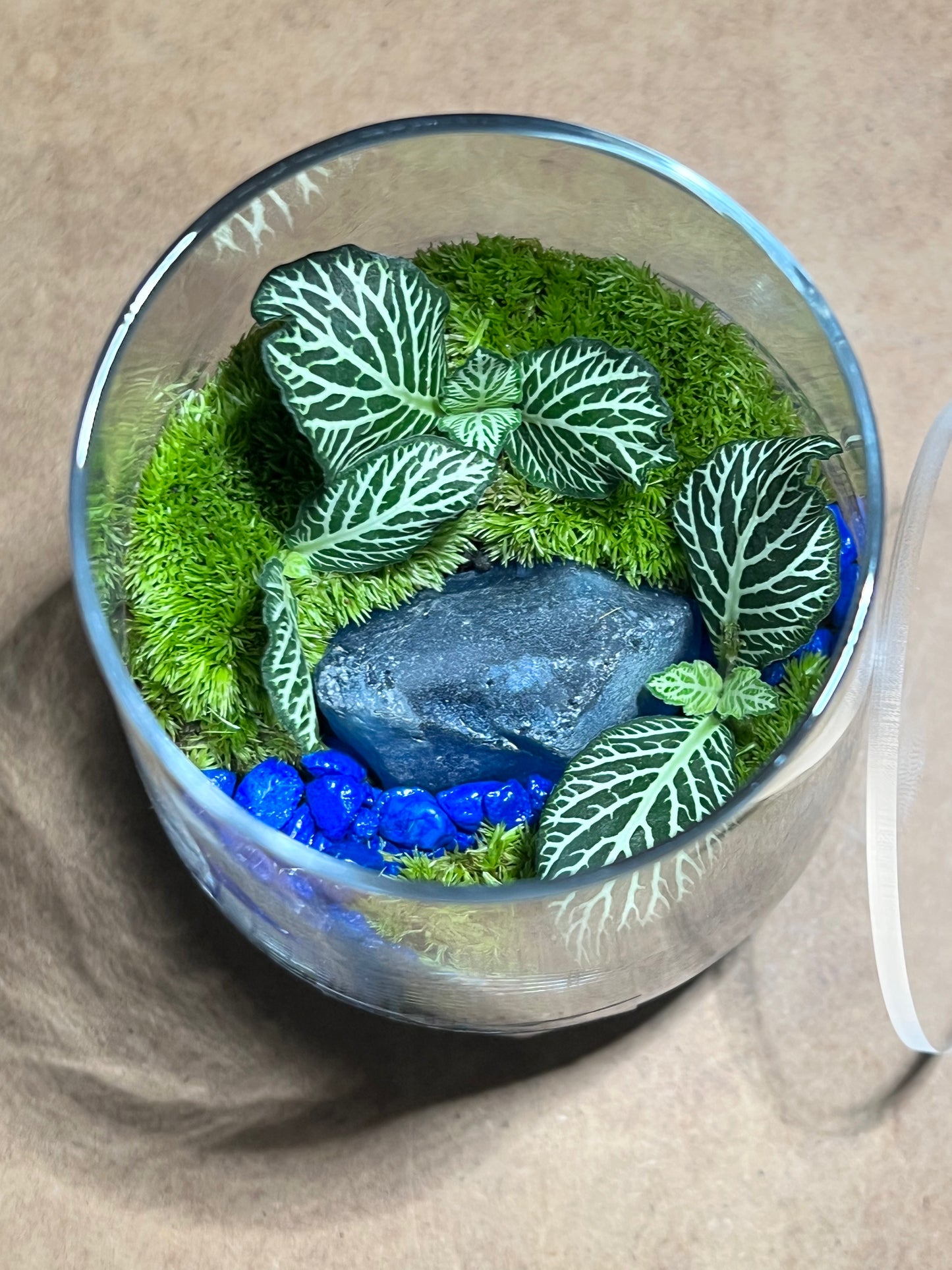 Terrarium 610