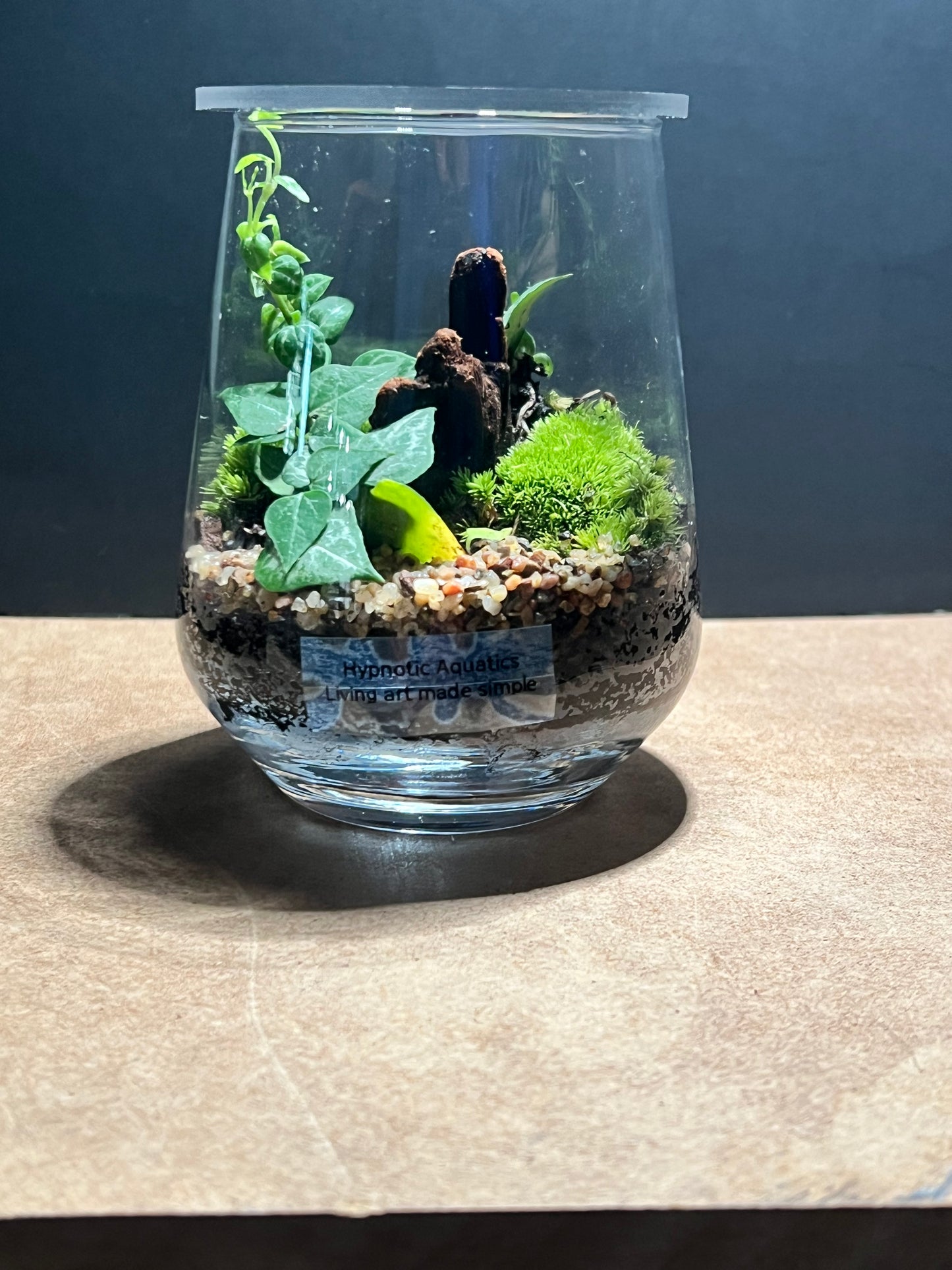 Terrarium 611