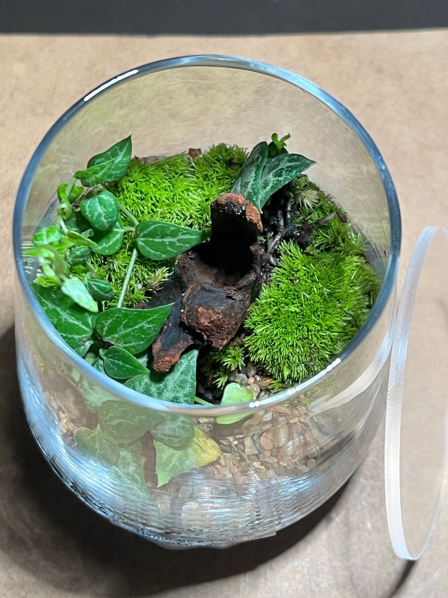 Terrarium 611