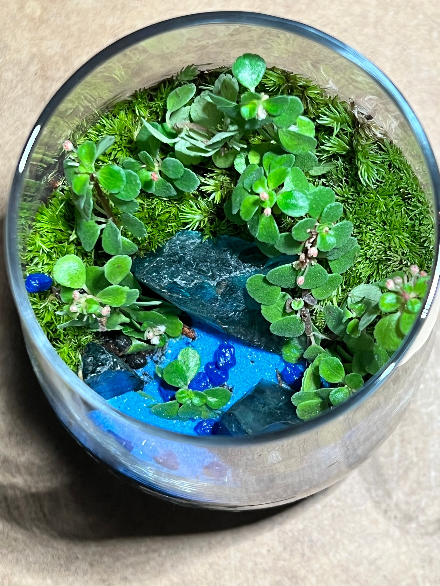 Terrarium 612