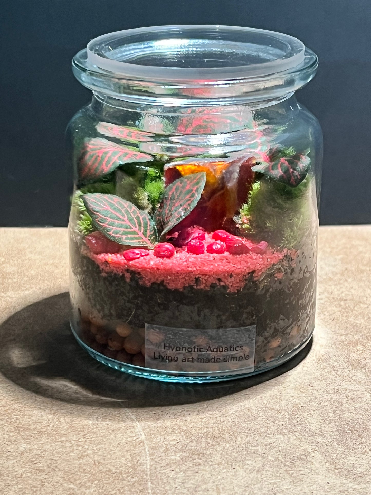 Terrarium 613