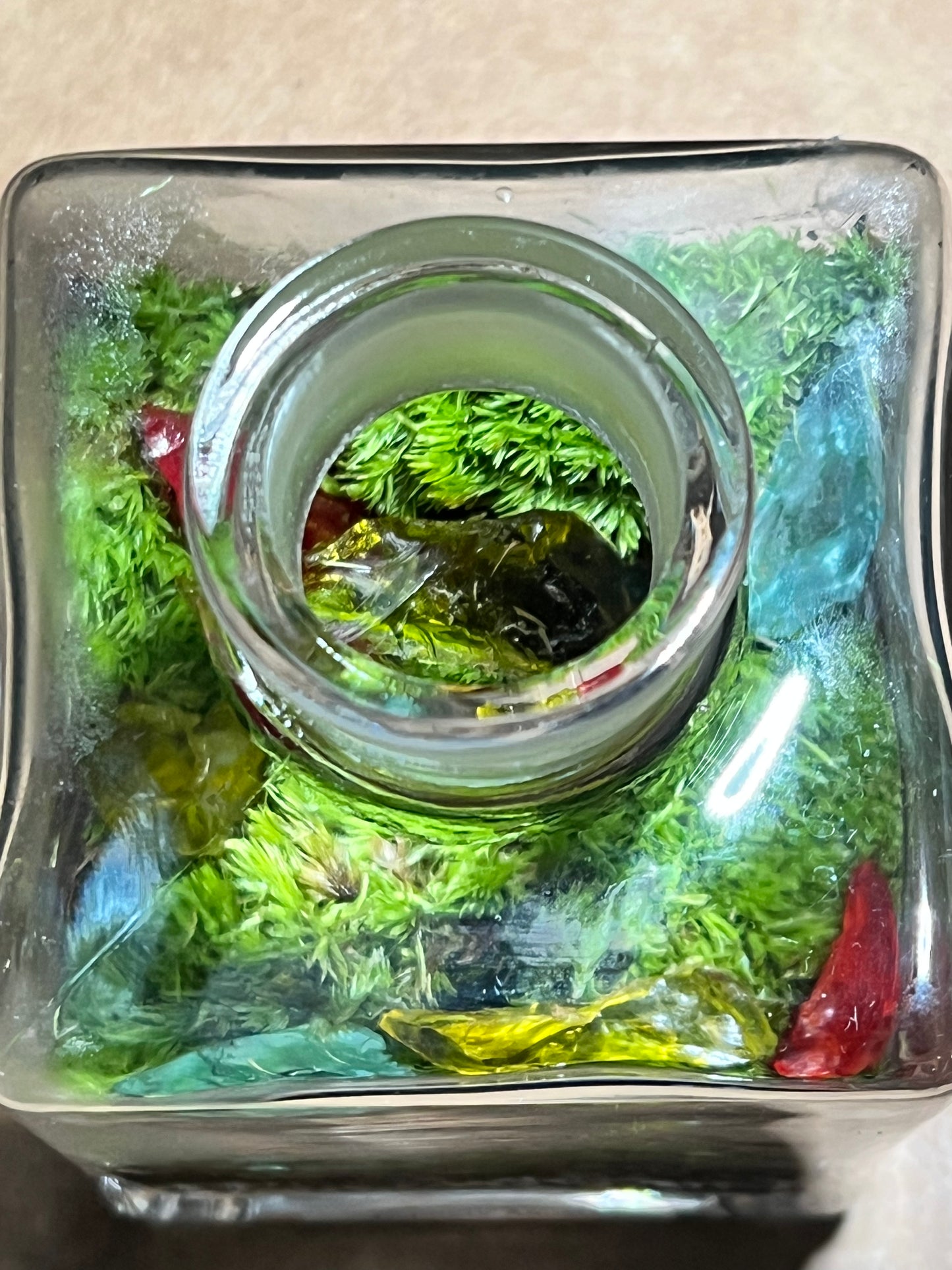 Terrarium 614