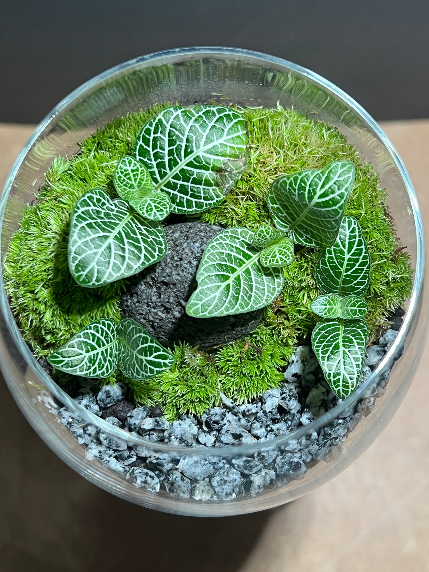 Terrarium 616