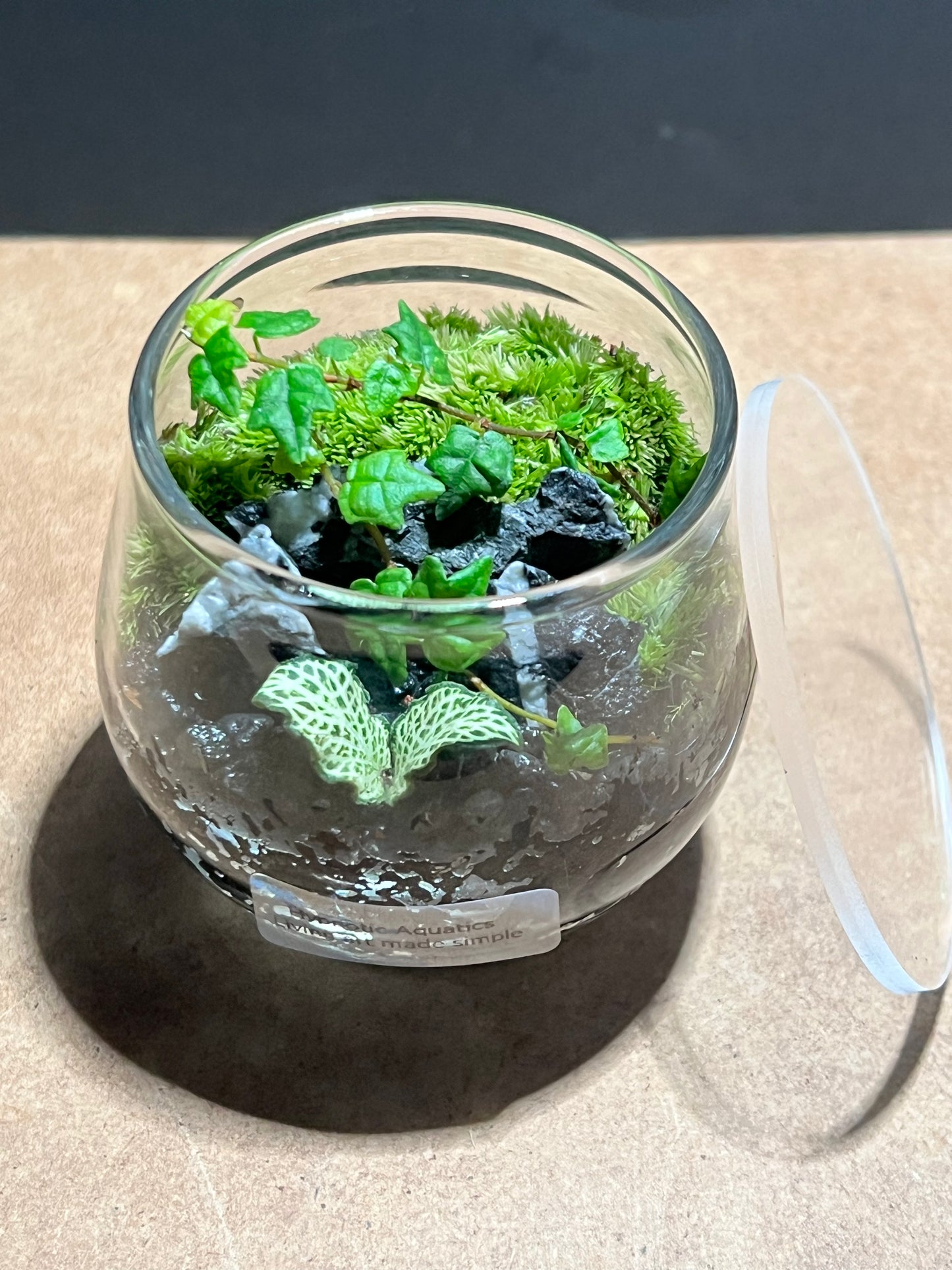 Terrarium 618