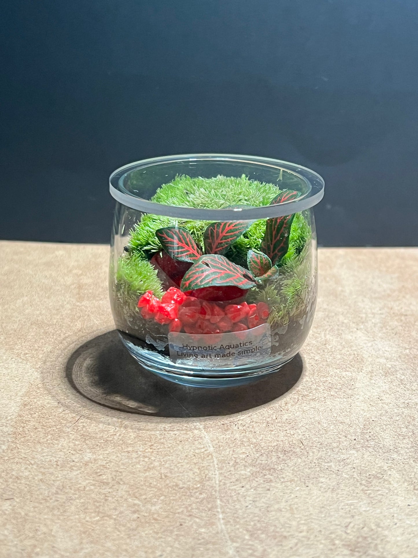 Terrarium 619