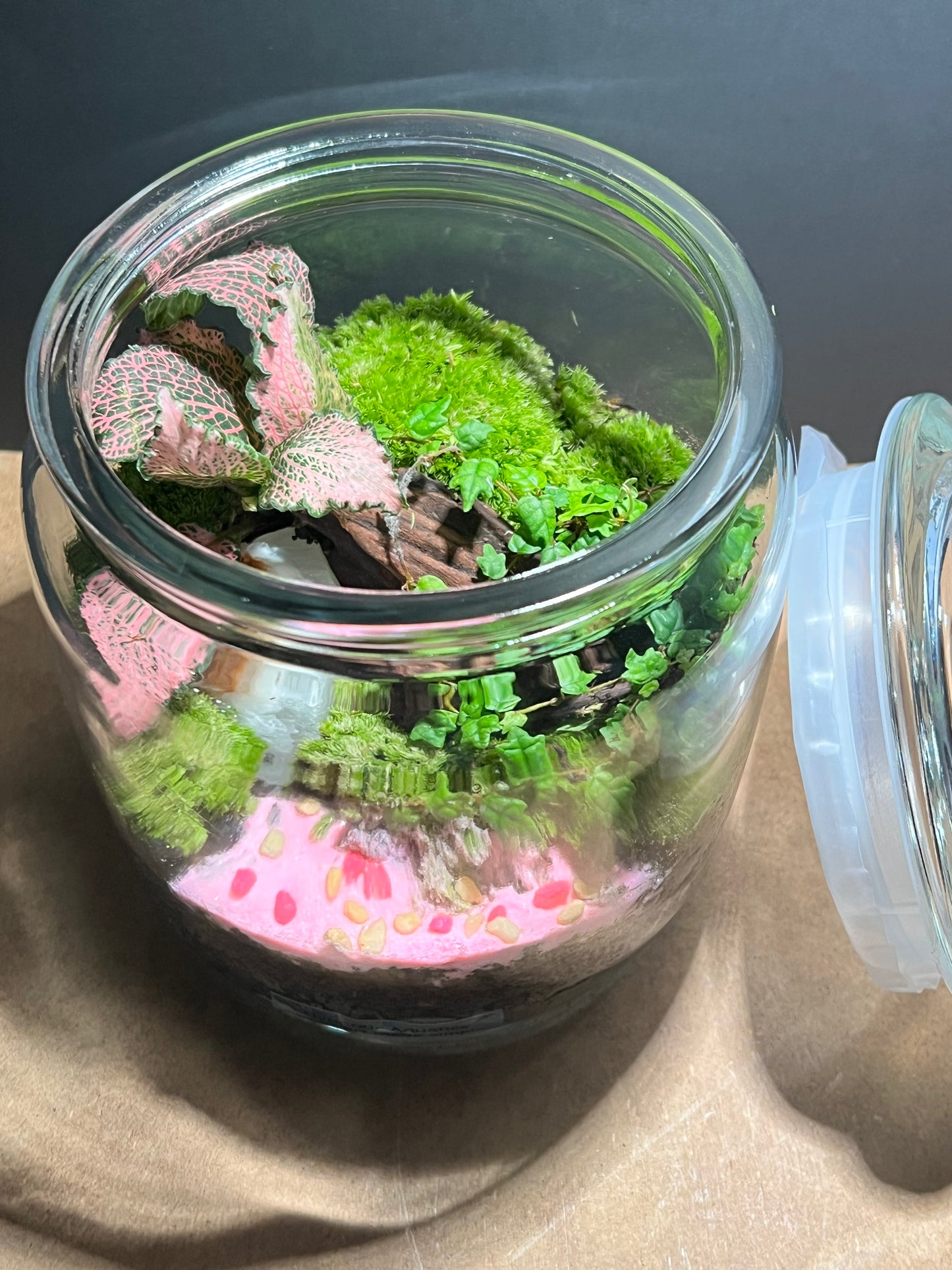 Terrarium 621