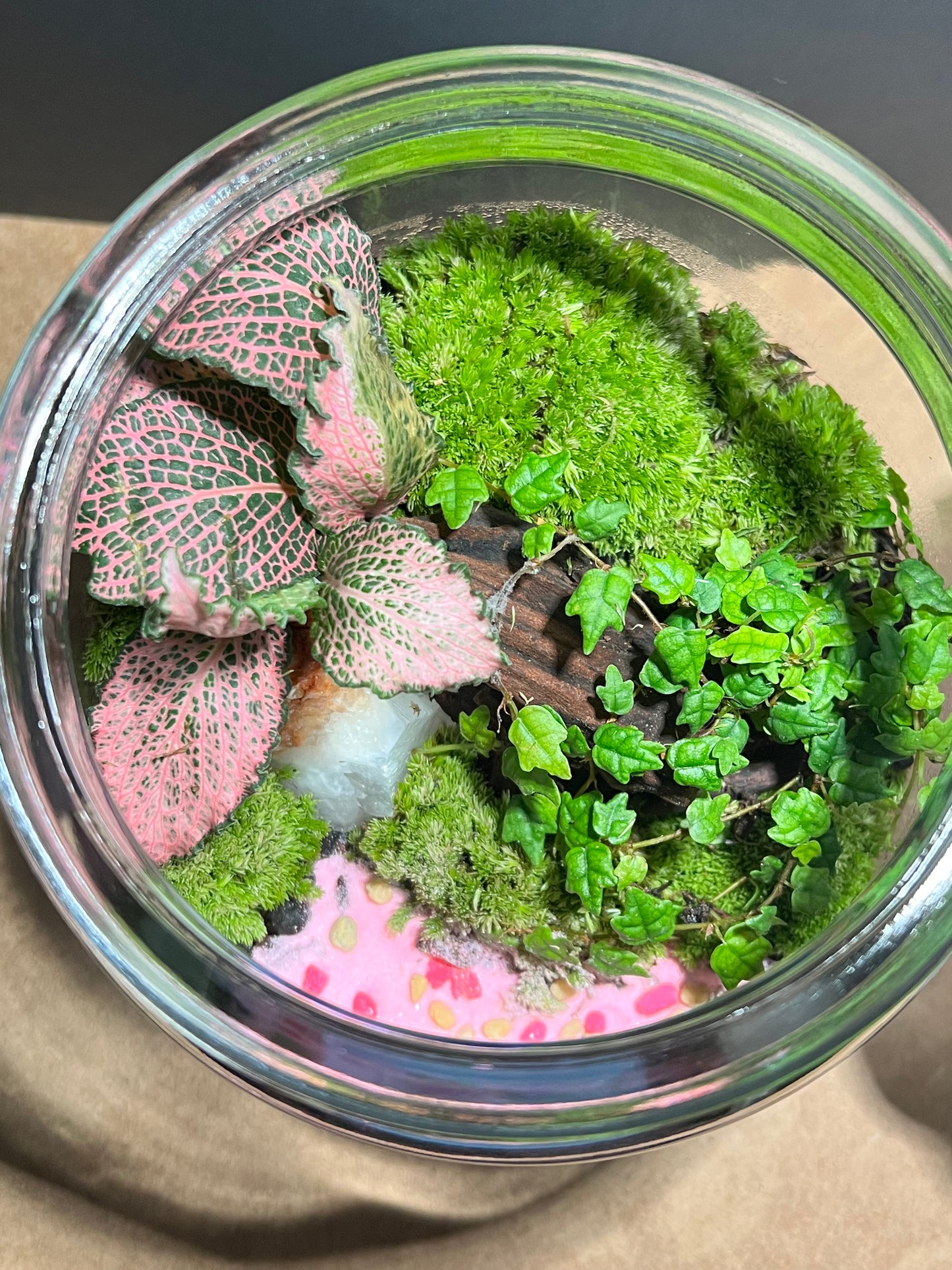 Terrarium 621
