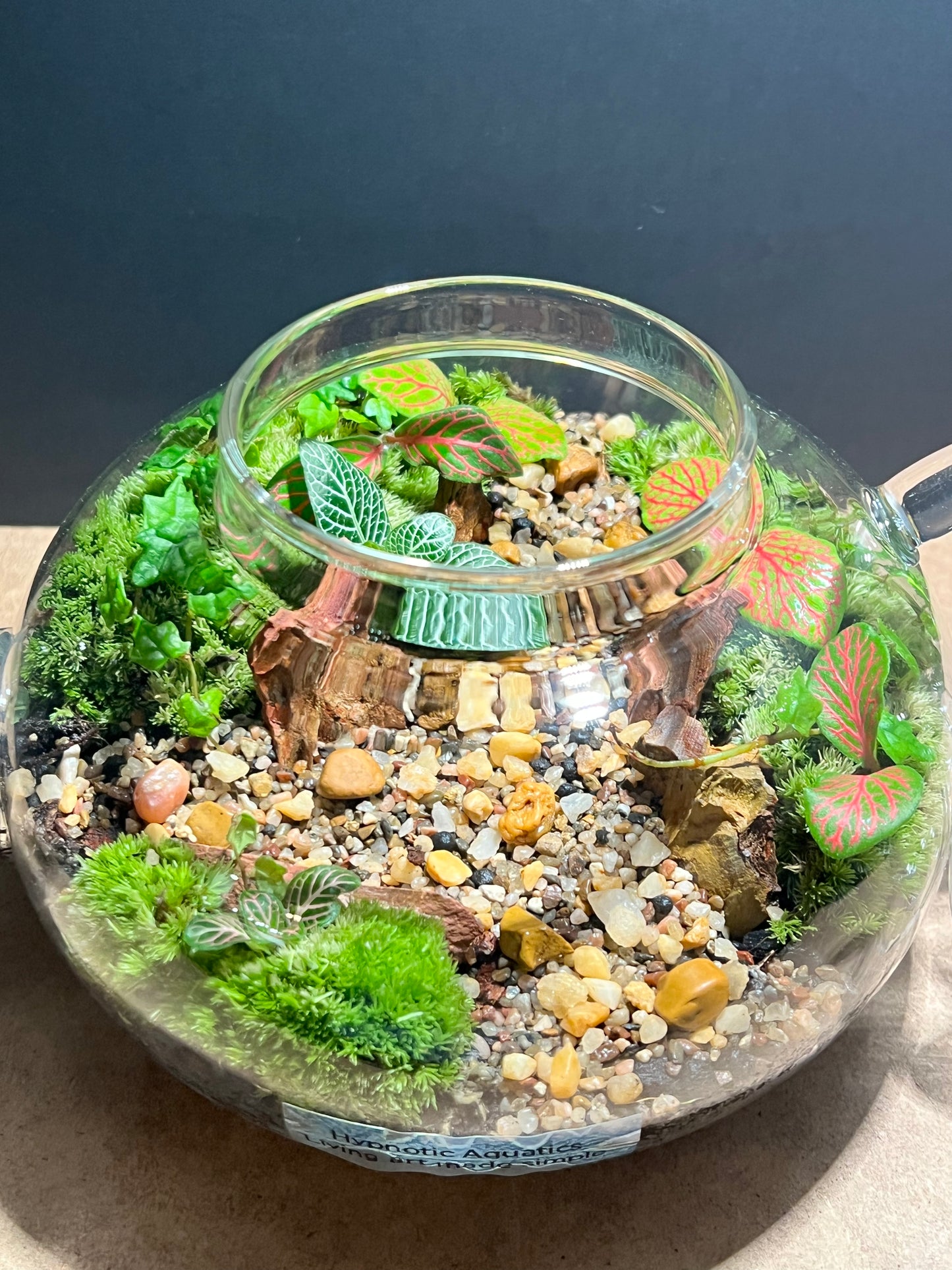 Terrarium 622