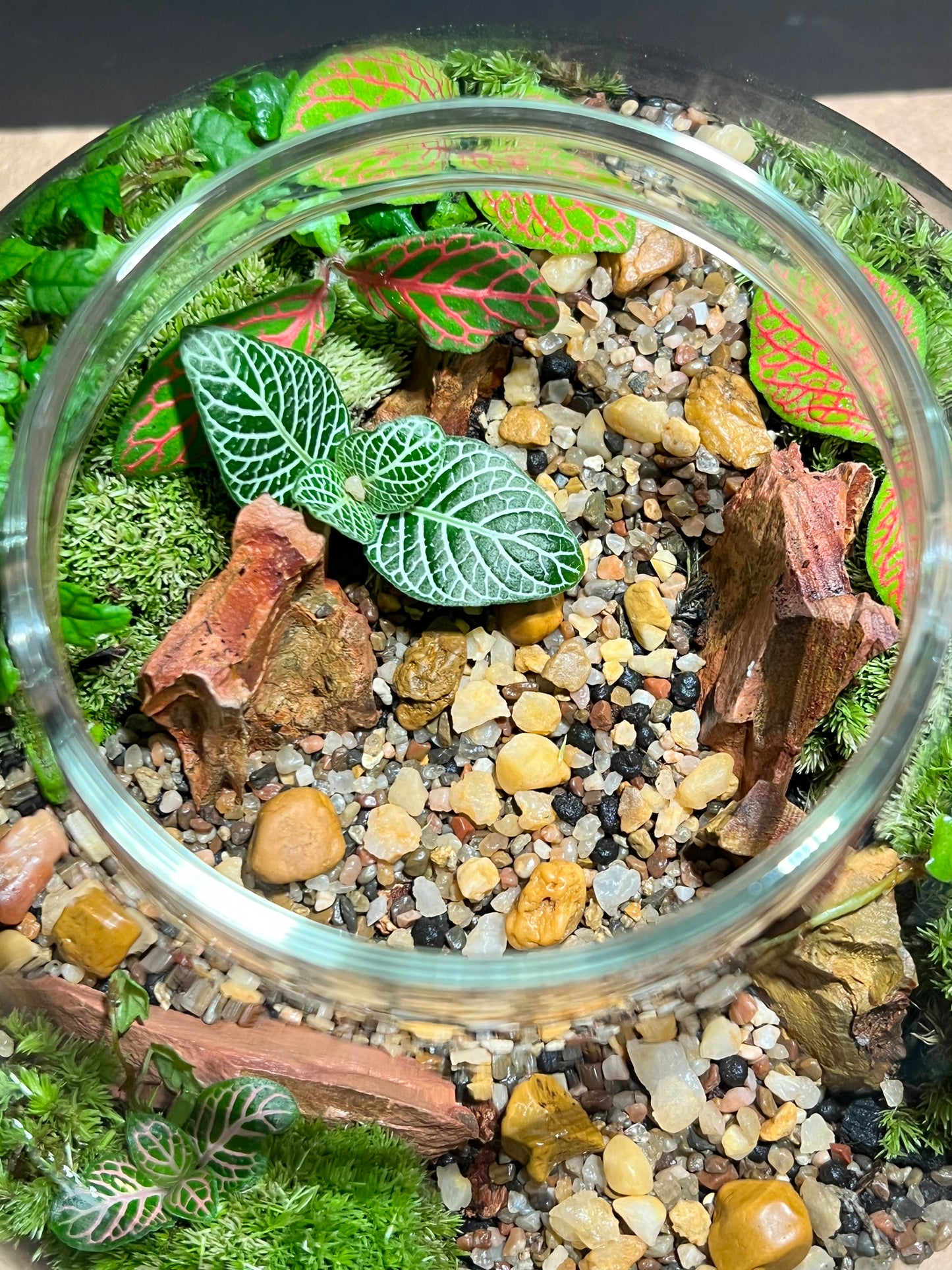 Terrarium 622