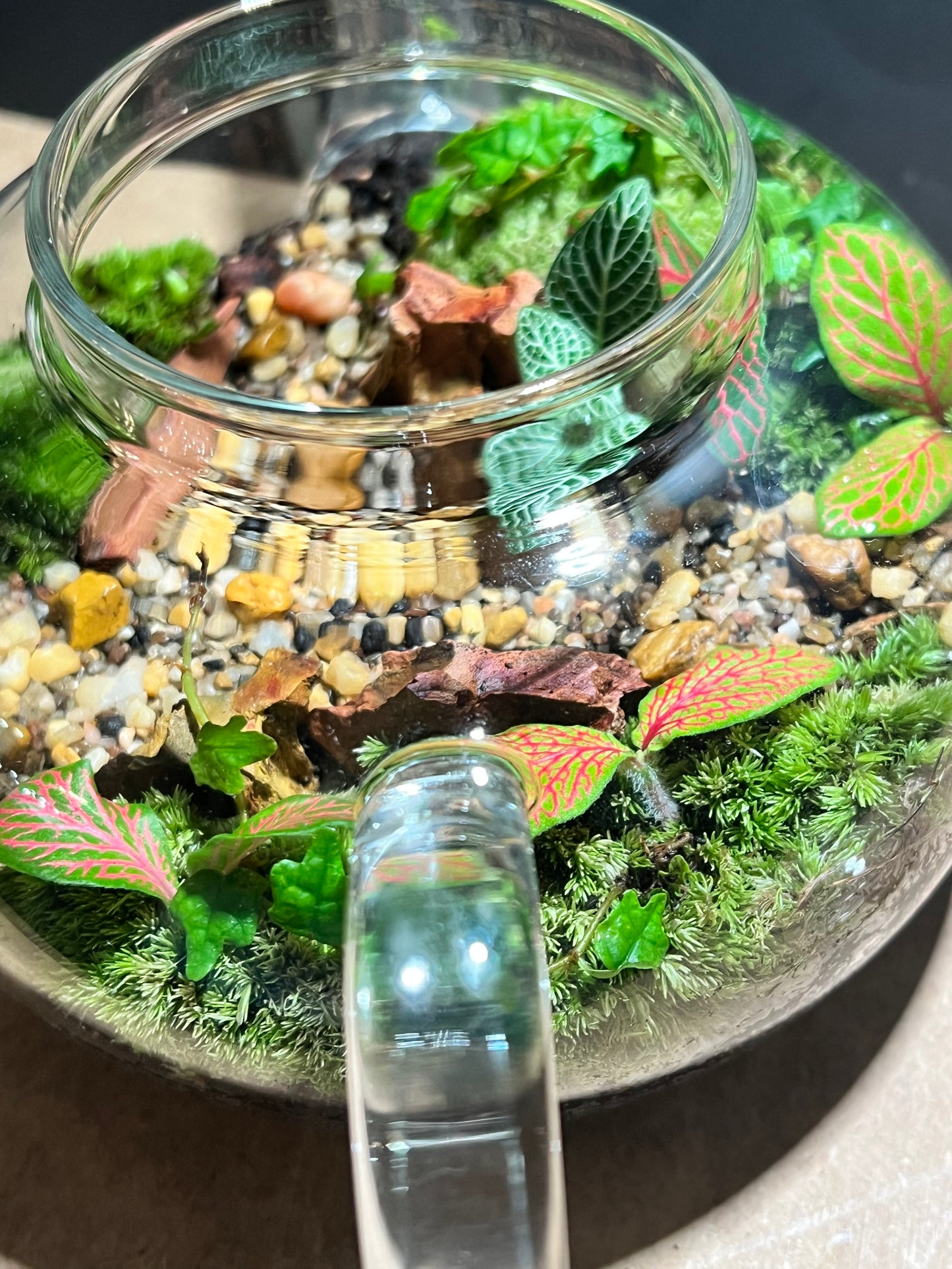 Terrarium 622