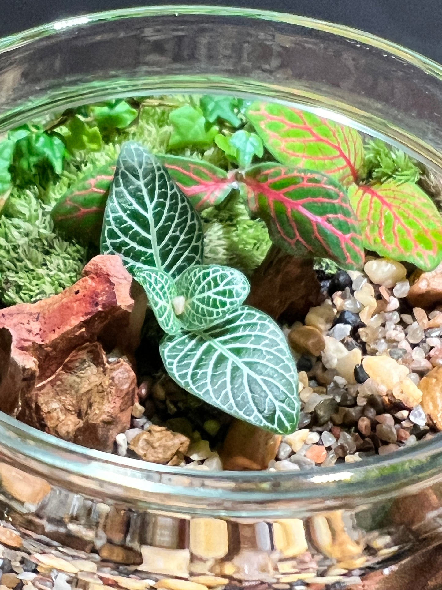 Terrarium 622